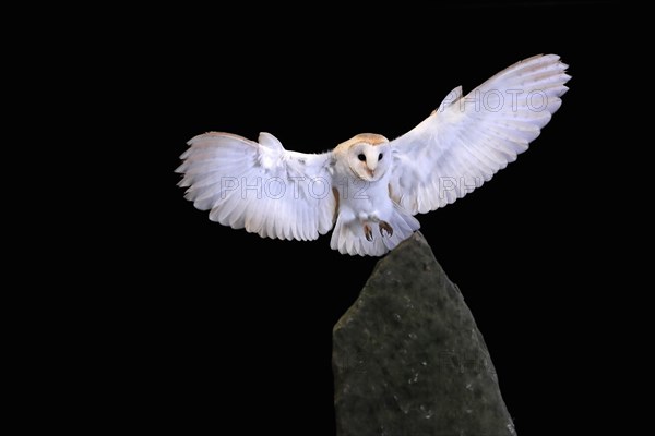 Barn owl, (Tyto alba), adult, flying, landing, on rocks, at night, Lowick, Northumberland, England, Great Britain