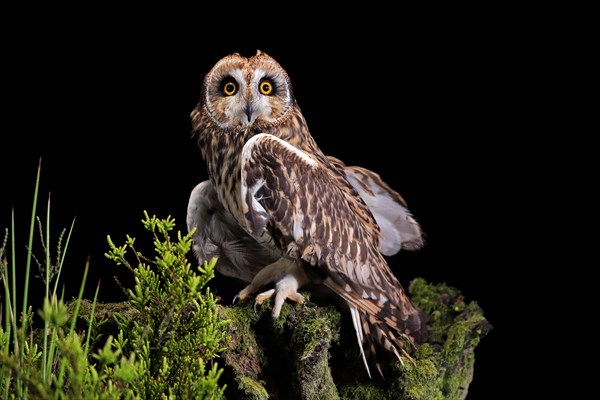 Short-eared owl (Asio flammeus), adult, at night, perch, Great Britain