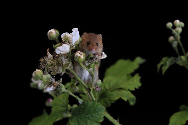 Eurasian harvest mouse (Micromys minutus), adult, on plant stem, flowering, foraging, at night, Scotland, Great Britain