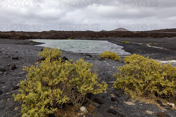 Water basin at Playa de Montana Bermeja, vore Desfontaines yoke leaf (Zygophyllum fontanesii), volcanic landscape, Lanzarote, Canary Island, Spain, Europe