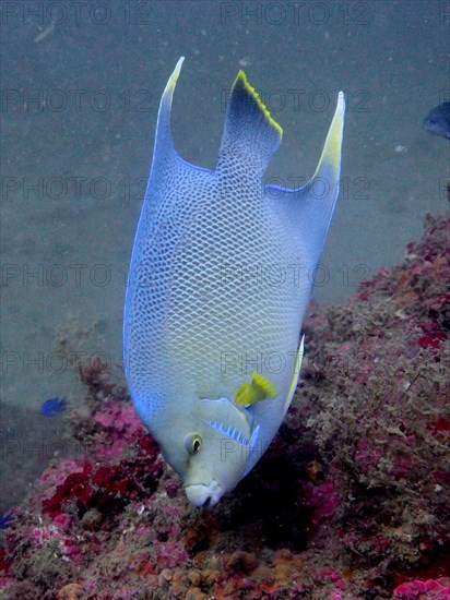 Bermuda angelfish (Holacanthus bermudensis), angelfish, dive site Anna's Reef, Destin, Panhandle, Gulf of Mexico, Florida, USA, North America