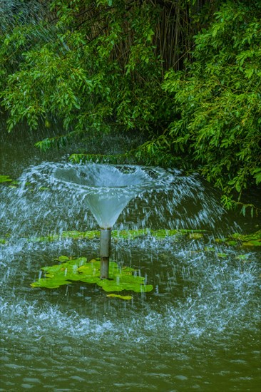 Fountain with intense water spray surrounded by water lilies and dense greenery, in South Korea