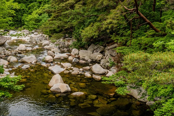 A calm stream meanders through a rock-strewn forest with reflective waters, in South Korea
