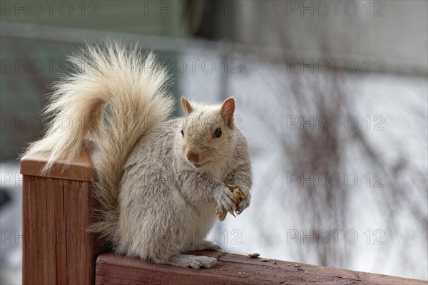 Nature, pale coloured squirrel (Sciurus) eating peanuts, Province of Quebec, Canada, North America