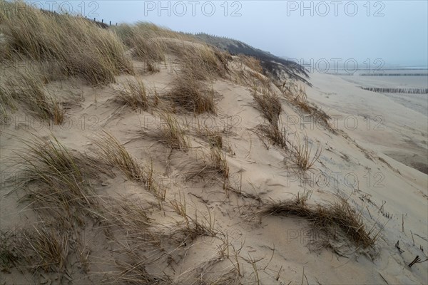 Extensive dune landscape with tufts of grass under a grey sky