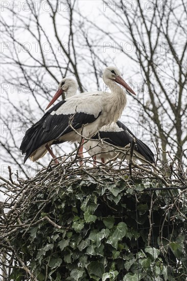 White stork (Ciconia ciconia), Baden-Wuerttemberg, Germany, Europe