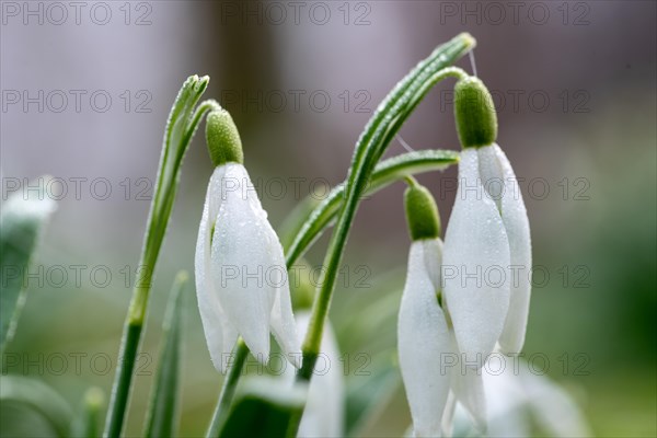 Close-up of dew-covered snowdrops symbolising the freshness of spring, Germany, Europe