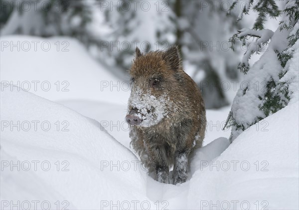 Wild boar, wild boar (Sus scrofa), young boar standing in the snow, Germany, Europe
