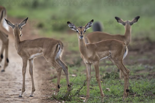 Black Heeler Antelope or Impala (Aepyceros melampus) herd with young, nursery, Madikwe Game Reserve, North West Province, South Africa, RSA, Africa