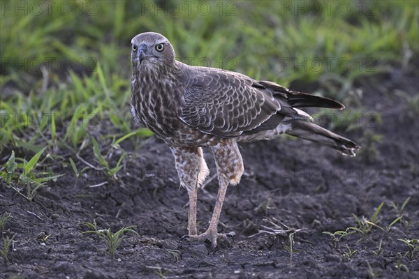 Silver Singing Goshawk, also known as pale chanting goshawk (Melierax canorus) juvenile, Madikwe Game Reserve, North West Province, South Africa, RSA, Africa