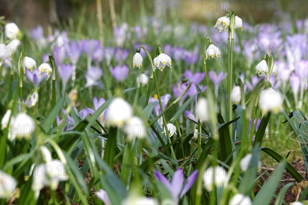 Spring snowflake in a crocus meadow, Germany, Europe