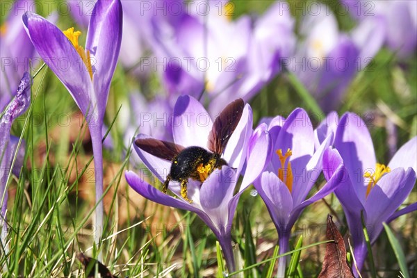 Violet carpenter bee (Xylocopa violacea), wild bee of the year 2024, crocus meadow, Germany, Europe