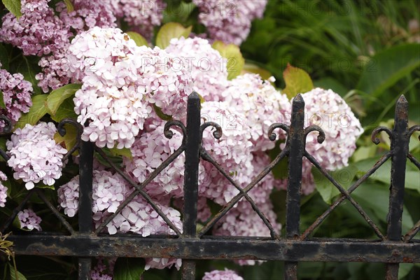 Purple flowering hydrangea and old, decorated garden fence, Germany, Europe
