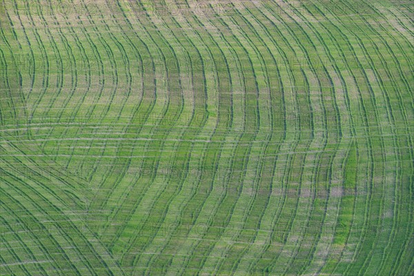 Traces on a cultivated area, Crete Senesi, Province of Siena, Tuscany, Italy, Europe