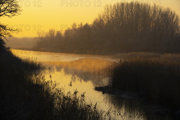 Riparian forest, morning mood, ice, water, reeds, Lower Austria