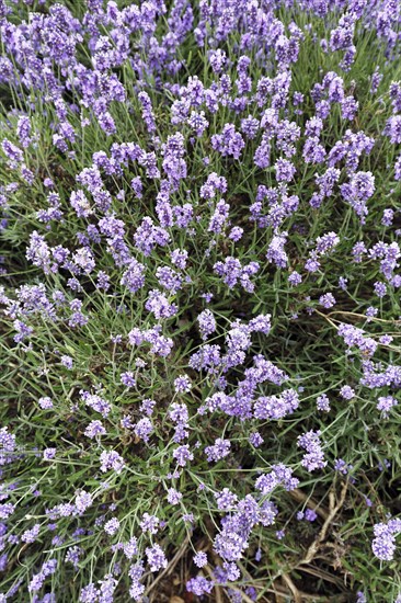 Lavender (Lavandula), lavender field on a farm, close-up, Cotswolds Lavender, Snowshill, Broadway, Gloucestershire, England, Great Britain