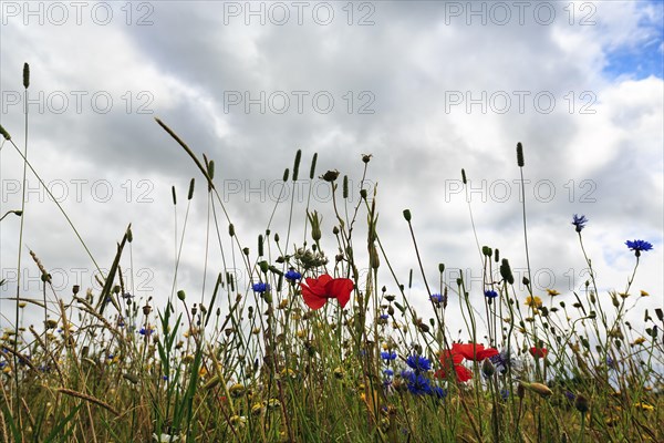 Wildflowers in bloom, poppies in a meadow, summer weather, cloudy sky, Snowshill, Broadway, Gloucestershire, England, Great Britain