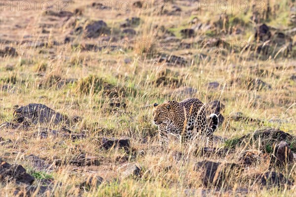 Leopard (Panthera pardus) walks in the grass on the savanna in East Africa, Maasai Mara National Reserve, Kenya, Africa