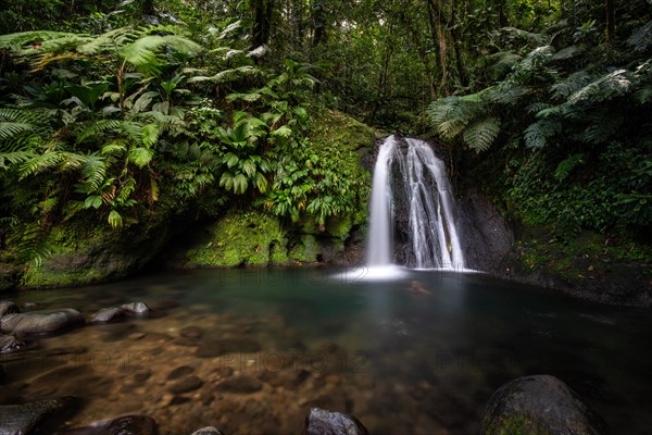 Pure nature, a waterfall with a pool in the forest. The Ecrevisses waterfalls, Cascade aux ecrevisses on Guadeloupe, in the Caribbean. French Antilles, France, Europe