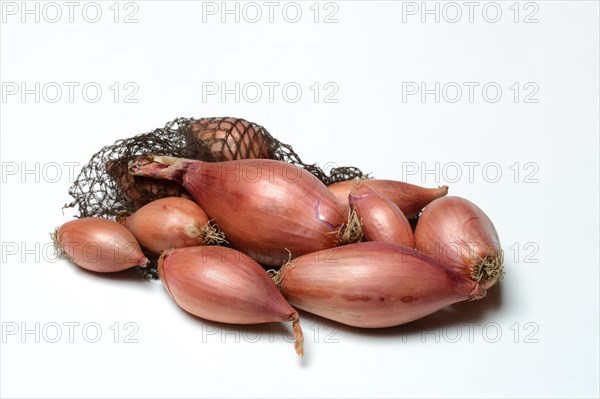 Shallot, Allium cepa