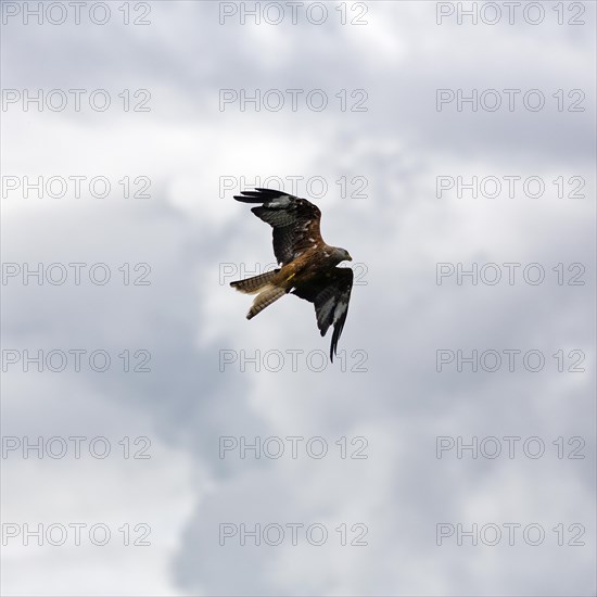 Red kite (Milvus milvus) in flight looking for prey, cloudy sky, Wales, Great Britain