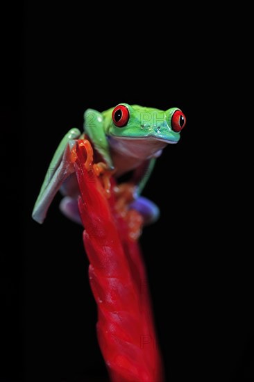 Red-eyed tree frog (Agalychnis callidryas), adult, on bromeliad, captive, Central America