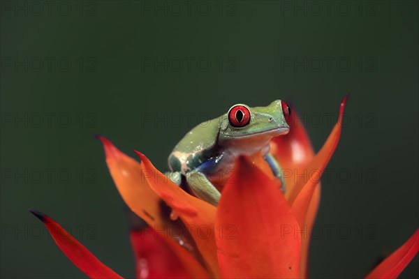 Red-eyed tree frog (Agalychnis callidryas), adult, on bromeliad, captive, Central America