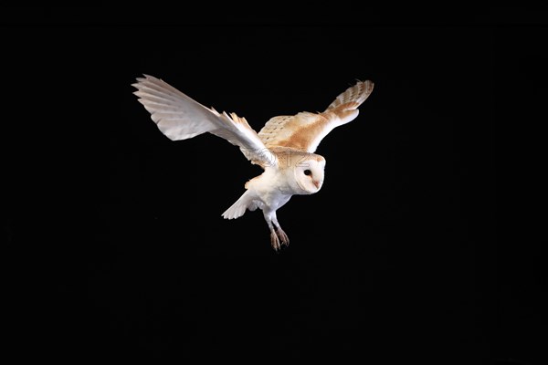 Barn owl, (Tyto alba), adult, flying, landing, on rocks, at night, Lowick, Northumberland, England, Great Britain