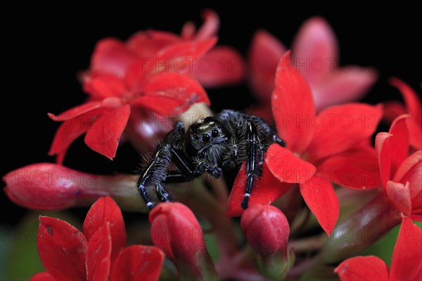 Tan jumping spider (Platycryptus undatus), adult, on leaf, North America, captive