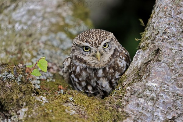 Little owl (Athene noctua), (Tyto alba), adult, on tree trunk, alert, portrait, Lowick, Northumberland, England, Great Britain