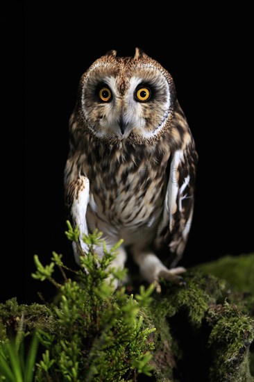 Short-eared owl (Asio flammeus), adult, at night, perch, Great Britain