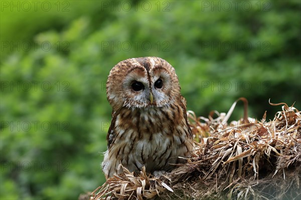 Tawny owl (Strix aluco), adult, on tree, vigilant, Scotland, Great Britain