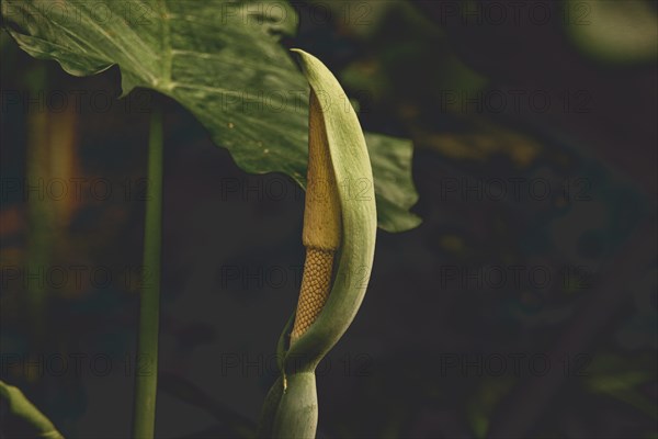 Flower of a Taro plant or Colocasia esculenta, a wild edible plant