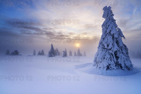 Winter on the Feldberg at sunrise, Breisgau-Hochschwarzwald district, Baden-Wuerttemberg, Germany, Europe