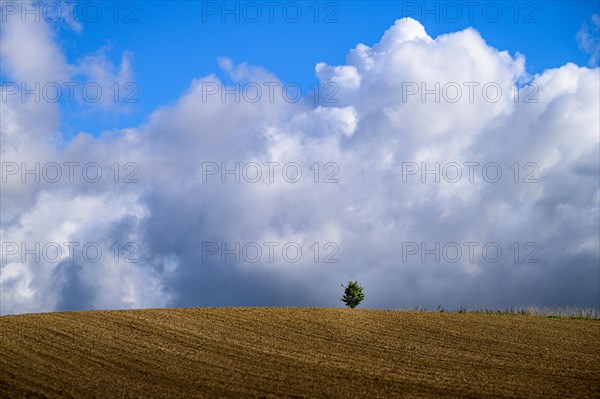 Wide landscape with a tree and dramatic clouds in the sky, Windrather Tal, Velbert-Langenberg, Mettmann, Bergisches Land, North Rhine-Westphalia