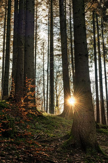 The low sun shines through the dense trees and conjures up a play of light and shadow, Gelpe, Elberfeld, Wuppertal North Rhine-Westphalia