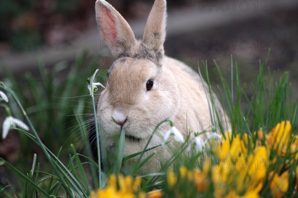 Rabbit (Oryctolagus cuniculus domestica), Hare, Snowdrops, Crocuses, Spring, Easter, A cute rabbit sits between yellow crocuses and snowdrops