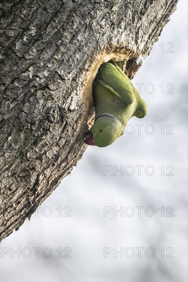 Rose-ringed parakeet (Psittacula krameri), Speyer, Rhineland-Palatinate, Germany, Europe