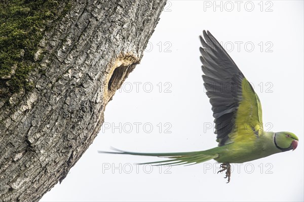 Rose-ringed parakeet (Psittacula krameri), flying, Speyer, Rhineland-Palatinate, Germany, Europe