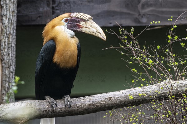 Papua hornbill (Rhyticeros plicatus), Heidelberg Zoo, Baden-Wuerttemberg, Germany, Europe