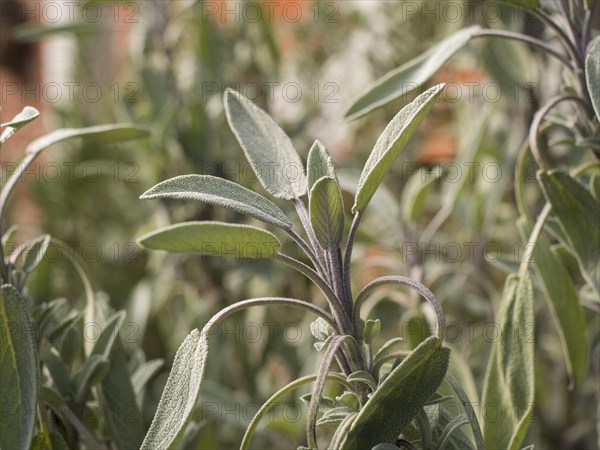 Sage (Salvia), leaves, garden, Lueneburg, Lower Saxony, Germany, Europe