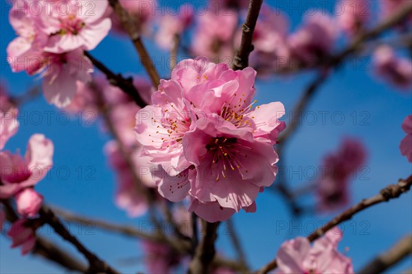 03 March 2024: Close-up of almond blossoms in Neustadt-Gimmeldingen (Palatinate) . Over the next two weekends, the almond blossom festival will take place in Gimmeldingen, which also marks the start of the new wine festival season in the Palatinate