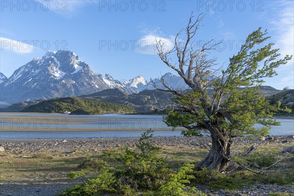 Shoreline vegetation in front of Lago Grey, Torres del Paine National Park, Parque Nacional Torres del Paine, Cordillera del Paine, Towers of the Blue Sky, Region de Magallanes y de la Antartica Chilena, Ultima Esperanza Province, UNESCO Biosphere Reserve, Patagonia, End of the World, Chile, South America