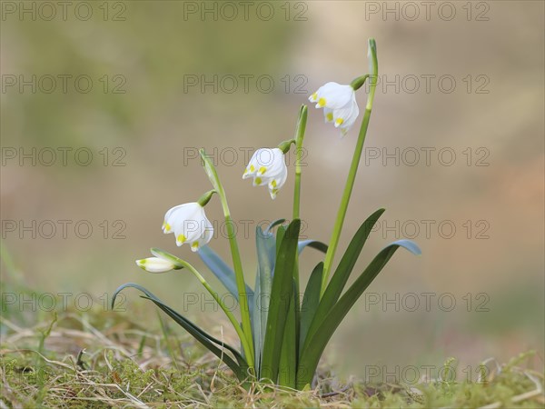 Spring snowdrop (Leucojum vernum), March snowdrop, March bell, large snowdrop. Amaryllis family (Amaryllidaceae), flowering on forest floor, inflorescence, Siegerland, North Rhine-Westphalia, Germany, Europe