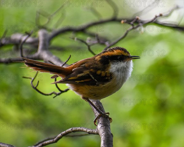 Free-living Spiny-tailed Wren (Aphrastura spinicauda), seen in Perito Moreno National Park, Patagonia, Argentina, South America