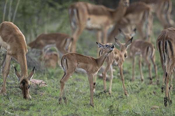 Black Heeler Antelope or Impala (Aepyceros melampus) herd with young, nursery, Madikwe Game Reserve, North West Province, South Africa, RSA, Africa