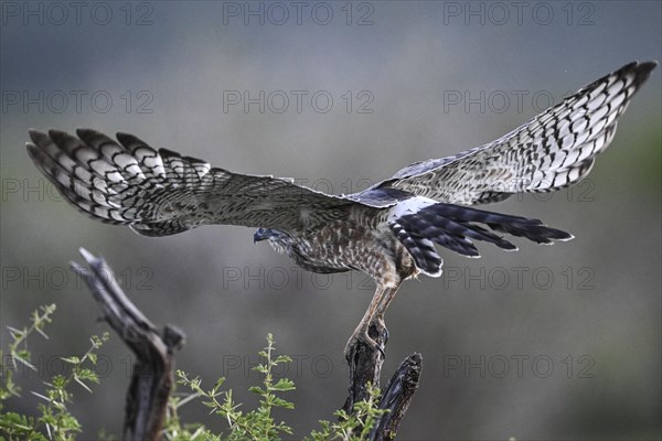 Silver Singing Goshawk, also known as pale chanting goshawk (Melierax canorus) juvenile, Madikwe Game Reserve, North West Province, South Africa, RSA, Africa