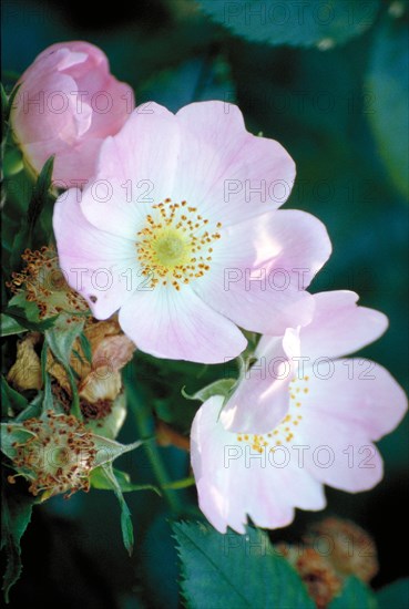 Delicate pink-white flowers with visible stamens surrounded by green leaves Apple blossom Malus Family: Rose family (Rosaceae)