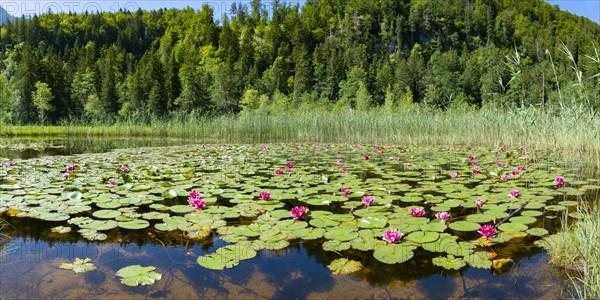 Water lilies (Nymphaea), Schwanseepark, near Fuessen, Ostallgaeu, Bavaria, Germany, Europe