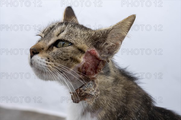 Cat injured on the neck, Mantrakia, Milos, Cyclades, Greece, Europe